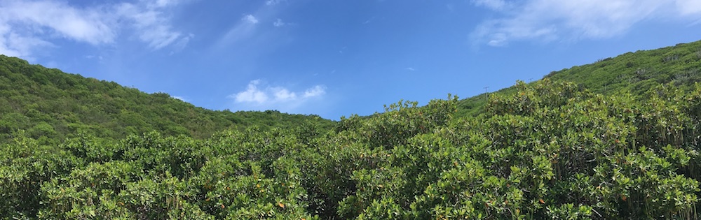 British Virgin Islands Land by Julia Arwine