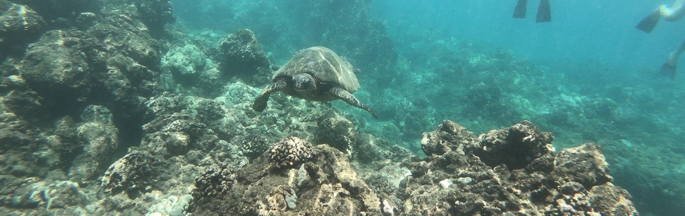 Hawaiian sea turtle swimming by Kirk Hopkins