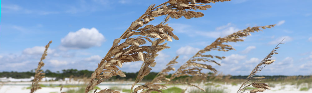 Beach Grass by Cassady Batner