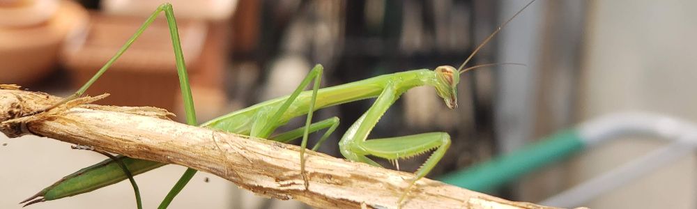 Class images: Praying Mantis by Max Lanum