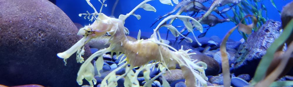 Class images: Sea Horse by Max Lanum